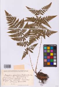 Щитовник картузианский, Щитовник шартрский (Vill.) H.P.Fuchs, Восточная Европа, Московская область и Москва (E4a) (Россия)