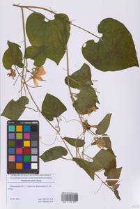 Тладианта сомнительная Bunge, Восточная Европа, Московская область и Москва (E4a) (Россия)