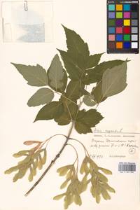 Клен ясенелистный, Клен американский L., Восточная Европа, Московская область и Москва (E4a) (Россия)