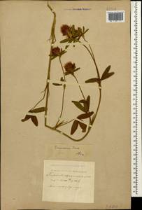 Trifolium ochroleucon subsp. ochroleucon, Кавказ, Черноморское побережье (от Новороссийска до Адлера) (K3) (Россия)