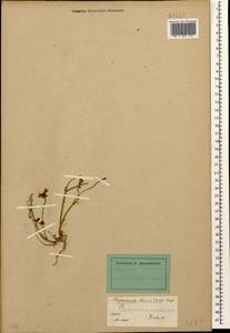 Coronilla securidaca L., Кавказ, Дагестан (K2) (Россия)