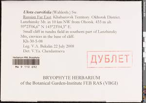 Ulota curvifolia (Wahlenb.) Sw., Гербарий мохообразных, Мхи - Дальний Восток (без Чукотки и Камчатки) (B20) (Россия)