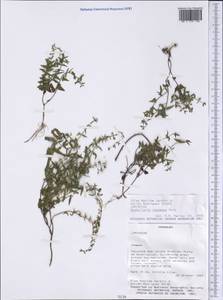 Scutellaria racemosa Pers., Америка (AMER) (Парагвай)