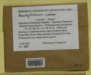Brachythecium udum I. Hagen, Гербарий мохообразных, Мхи - Северный Кавказ и Предкавказье (B12) (Россия)
