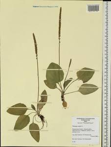 Подорожник большой L., Восточная Европа, Северный район (E1) (Россия)