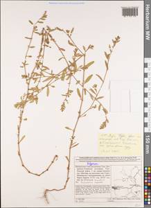 Спорыш, Сибирь, Алтай и Саяны (S2) (Россия)