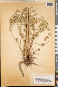 Жабрица порезниковая (L.) W. D. J. Koch, Средняя Азия и Казахстан, Муюнкумы, Прибалхашье и Бетпак-Дала (M9) (Казахстан)