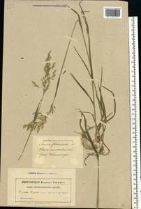 Sibirotrisetum sibiricum (Rupr.) Barberá, Восточная Европа, Латвия (E2b) (Латвия)