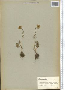 Лютик, Средняя Азия и Казахстан, Памир и Памиро-Алай (M2) (Таджикистан)