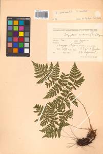 Dryopteris dilatata subsp. dilatata, Сибирь, Дальний Восток (S6) (Россия)