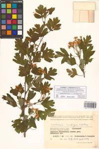Crataegus ×subsphaericea Gand., Восточная Европа, Нижневолжский район (E9) (Россия)