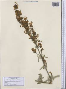 Salvia fruticosa Mill., Западная Европа (EUR) (Греция)