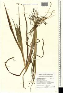 Ежовник обыкновенный, Куриное просо (L.) P.Beauv., Крым (KRYM) (Россия)