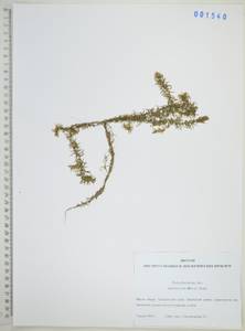 Гидрилла мутовчатая (L.f.) Royle, Сибирь, Дальний Восток (S6) (Россия)