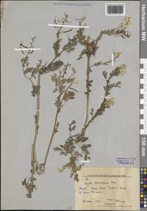 Хохлатка прекрасная Maxim., Сибирь, Дальний Восток (S6) (Россия)