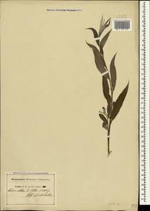 Ива белая, Ветла L., Крым (KRYM) (Россия)