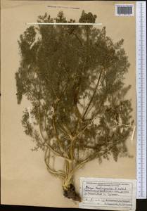 Прангос курчавокрылый DC., Средняя Азия и Казахстан, Западный Тянь-Шань и Каратау (M3) (Узбекистан)