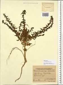 Blitum virgatum subsp. virgatum, Кавказ, Грузия (K4) (Грузия)