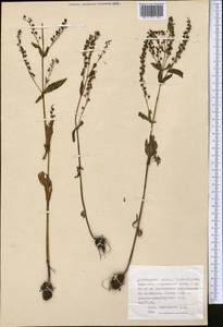 Вероника ключевая, Вероника водная L., Средняя Азия и Казахстан, Джунгарский Алатау и Тарбагатай (M5) (Казахстан)