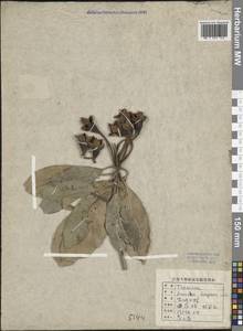 Anneslea fragrans Wall., Зарубежная Азия (ASIA) (КНР)