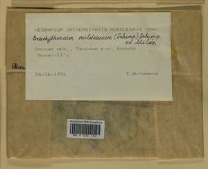 Brachythecium mildeanum (Schimp.) Schimp. ex Milde, Гербарий мохообразных, Мхи - Западная Сибирь (включая Алтай) (B15) (Россия)