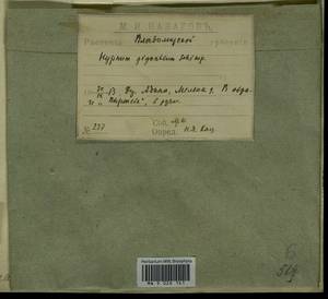Calliergon giganteum (Schimp.) Kindb., Гербарий мохообразных, Мхи - Центральное Нечерноземье (B6) (Россия)
