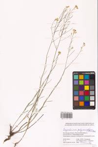 Гулявник изменчивый (Murray) Roth, Восточная Европа, Ростовская область (E12a) (Россия)