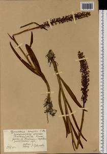 Кокушник длиннорогий (L.) R.Br., Восточная Европа, Западно-Украинский район (E13) (Украина)