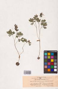 Хохлатка промежуточная, Хохлатка средняя (L.) Mérat, Восточная Европа (без точных пунктов) (E0)