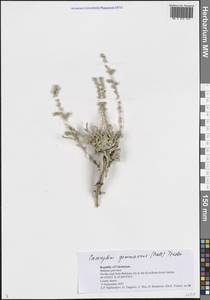 Caroxylon gemmascens (Pall.) Tzvelev, Средняя Азия и Казахстан, Сырдарьинские пустыни и Кызылкумы (M7) (Узбекистан)