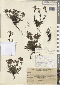 Мытник толстоносый Bunge, Кавказ, Северная Осетия, Ингушетия и Чечня (K1c) (Россия)