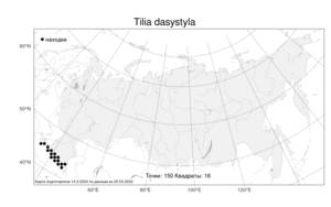 Tilia dasystyla, Липа пушистостолбиковая Steven, Атлас флоры России (FLORUS) (Россия)
