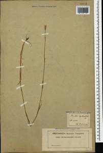 Гвоздика узколепестная Willd., Кавказ (без точных местонахождений) (K0)