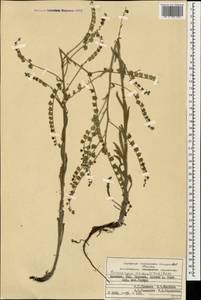 Паракариум прямой (C. Koch) Boiss., Кавказ, Армения (K5) (Армения)