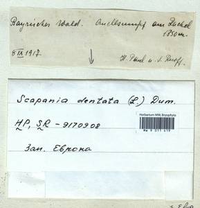 Scapania undulata (L.) Dumort., Гербарий мохообразных, Мхи - Западная Европа (BEu) (Германия)