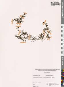 Ряска трехдольная L., Сибирь, Дальний Восток (S6) (Россия)