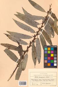 Ива кангинская Nakai, Сибирь, Дальний Восток (S6) (Россия)