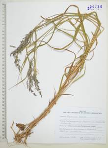 Вейник лапландский (Wahlenb.) Hartm., Сибирь, Дальний Восток (S6) (Россия)