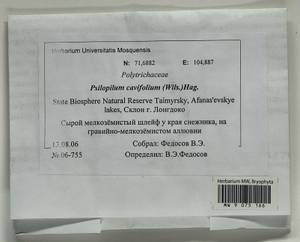 Psilopilum cavifolium (Wilson) I. Hagen, Гербарий мохообразных, Мхи - Красноярский край, Тыва и Хакасия (B17) (Россия)