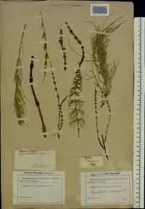 Хвощ полевой L., Восточная Европа, Южно-Украинский район (E12) (Украина)