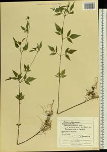 Череда олиственная, Череда многолистная L., Восточная Европа, Западно-Украинский район (E13) (Украина)