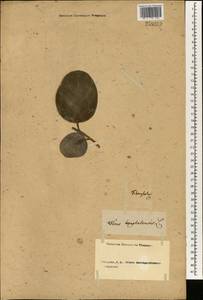 Ficus benghalensis L., Зарубежная Азия (ASIA) (Неизвестно)
