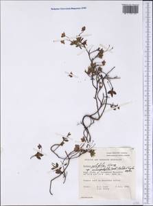 Kalmia microphylla (Hook.) A. Heller, Америка (AMER) (Канада)