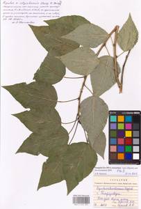 Populus ×berolinensis var. jrtyschensis (Chang Y. Yang) C. Shang, Восточная Европа, Северный район (E1) (Россия)