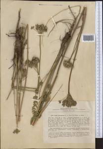 Порезник Шренка C. A. Mey. ex Schischk., Средняя Азия и Казахстан, Джунгарский Алатау и Тарбагатай (M5) (Казахстан)