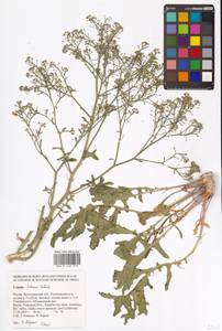 Катран татарский Sebeók, Восточная Европа, Нижневолжский район (E9) (Россия)