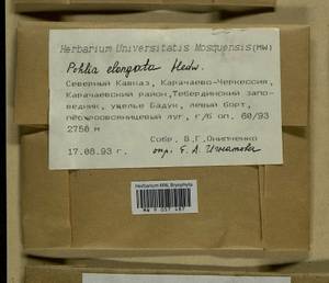 Pohlia elongata Hedw., Гербарий мохообразных, Мхи - Северный Кавказ и Предкавказье (B12) (Россия)