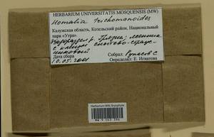 Homalia trichomanoides (Hedw.) Brid., Гербарий мохообразных, Мхи - Центральное Нечерноземье (B6) (Россия)