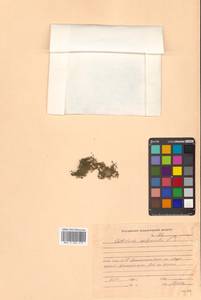 Callitriche palustris subsp. palustris, Сибирь, Дальний Восток (S6) (Россия)