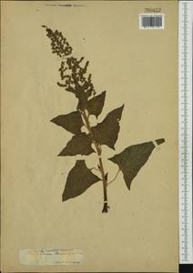 Блитум доброго Генриха (L.) Rchb., Ботанические сады и дендрарии (GARD) (Россия)